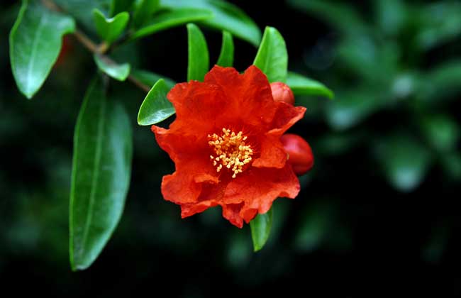 石榴树什么时候开花？