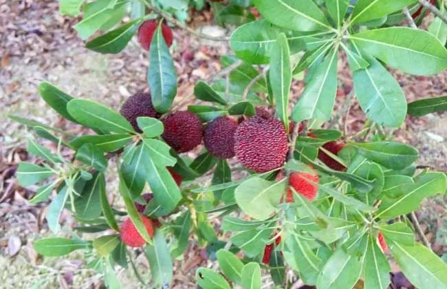 杨梅为什么有虫子?