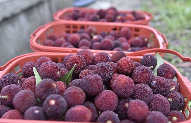 杨梅为什么有虫子?