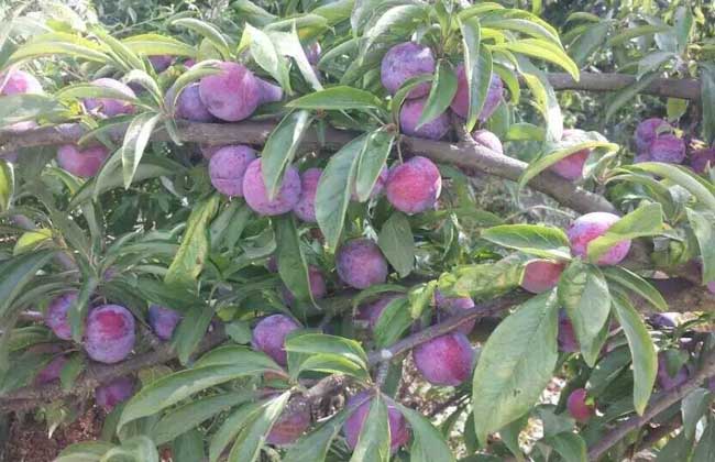 李子苗价格及种植方法