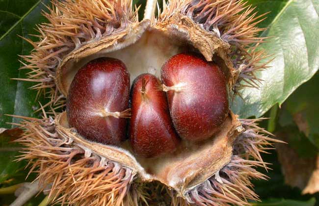 板栗什么时候成熟?