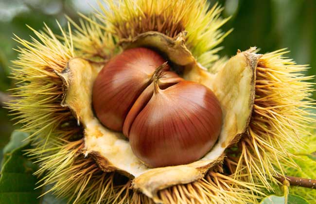 板栗什么时候成熟?