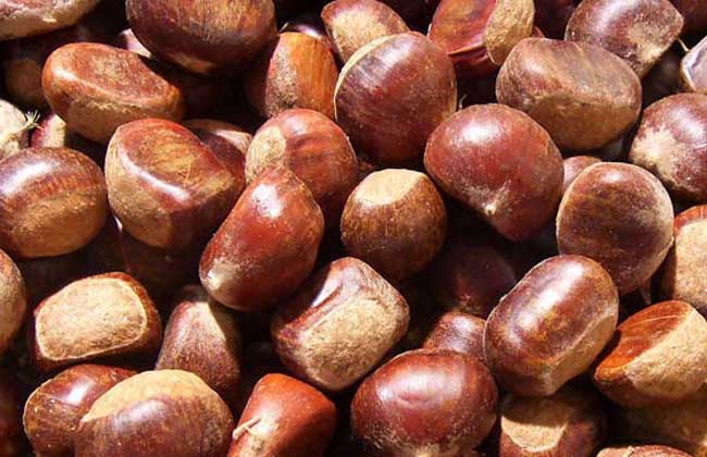 板栗什么时候成熟?