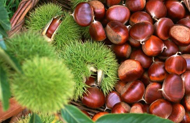 板栗什么时候成熟?