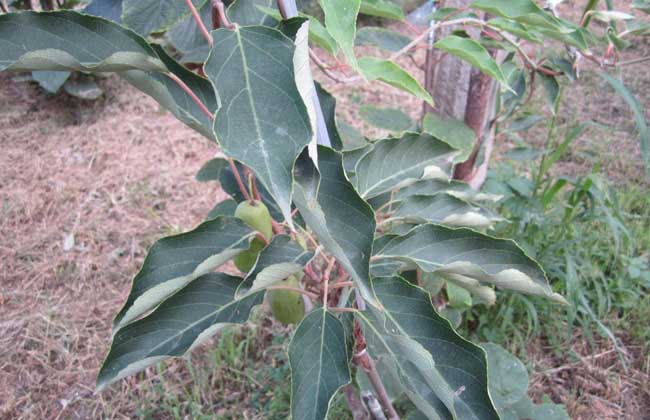 软枣猕猴桃种植技术