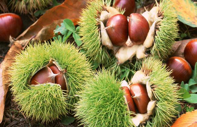 板栗什么时候成熟?