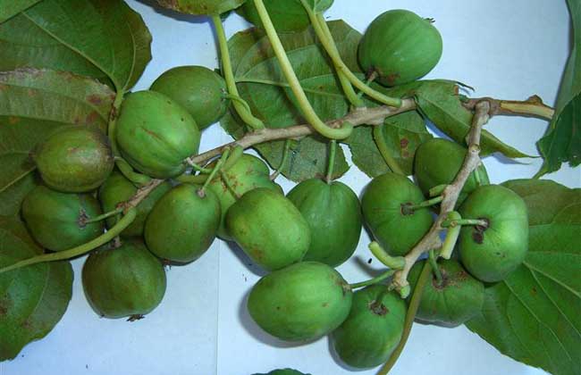 软枣猕猴桃种植技术