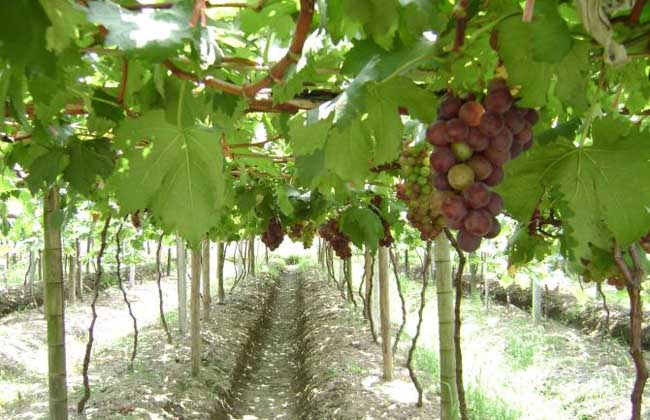 葡萄霜霉病怎么治才好?