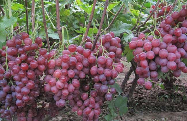 葡萄霜霉病怎么治才好?