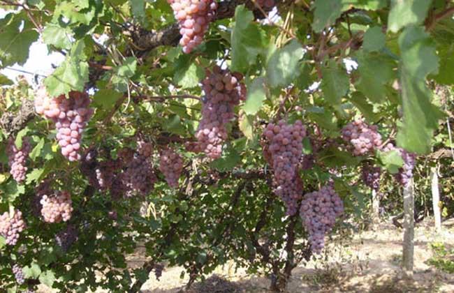 葡萄霜霉病怎么治才好?