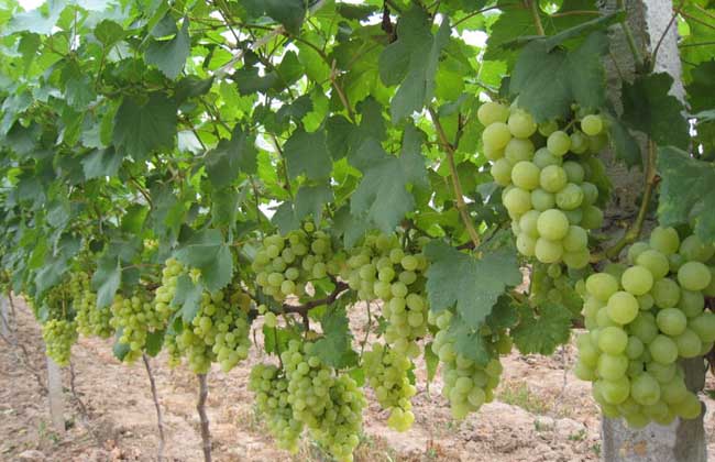 葡萄霜霉病怎么治才好?