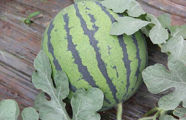 西瓜种子怎么种才好?