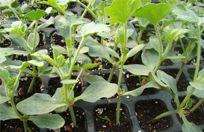 西瓜种子怎么种才好?