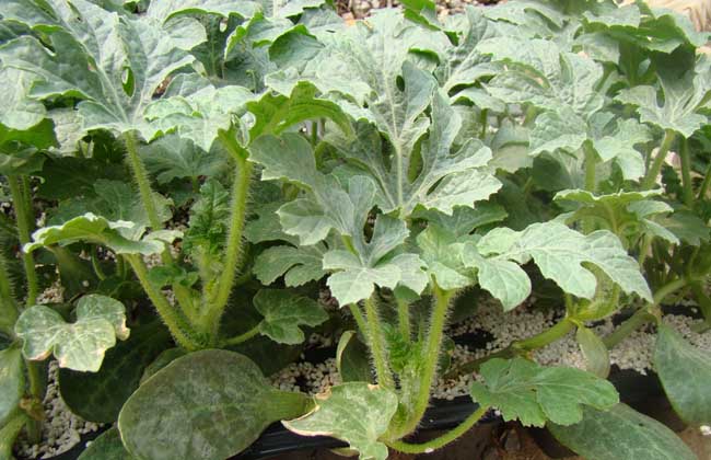 西瓜种子怎么种才好?