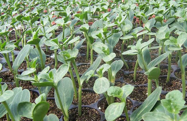 西瓜种子怎么种才好?