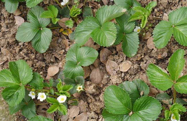 草莓种子的种植方法