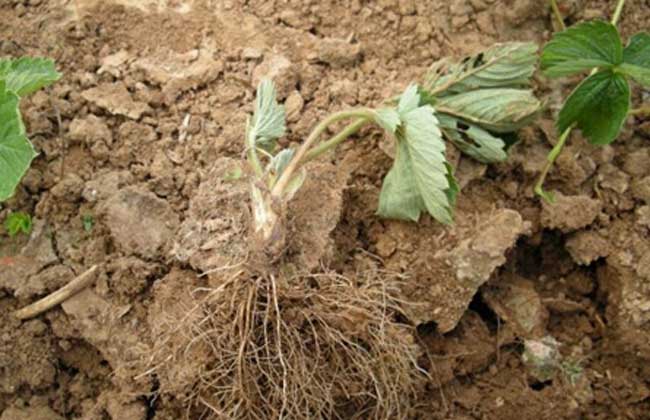 草莓种子的种植方法