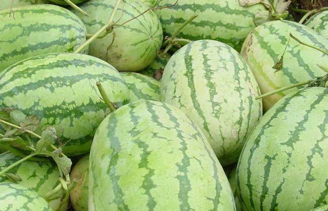 西瓜是热性还是凉性？