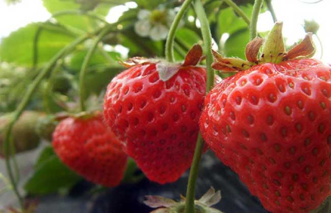 种草莓用什么肥料好？