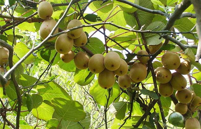 猕猴桃什么时候成熟?