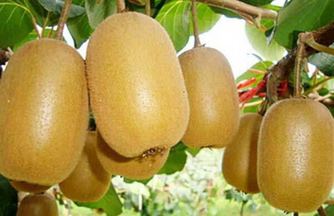 猕猴桃什么时候成熟?