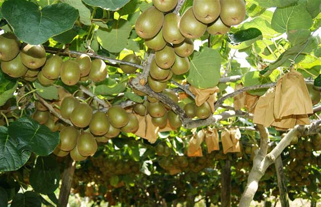 猕猴桃什么时候成熟?