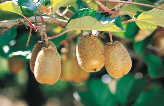 猕猴桃什么时候成熟?