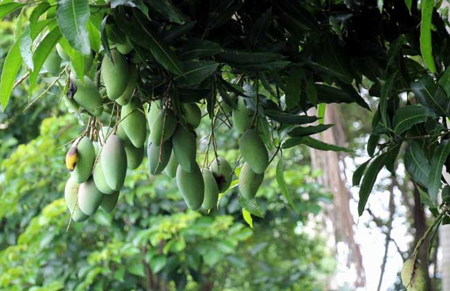 芒果树苗几年可以结果?