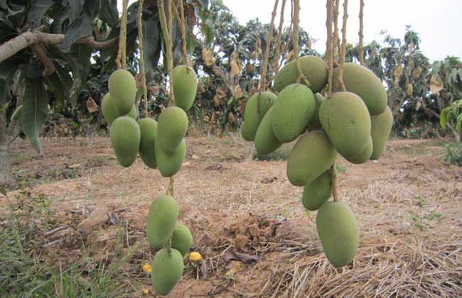 芒果树苗几年可以结果?