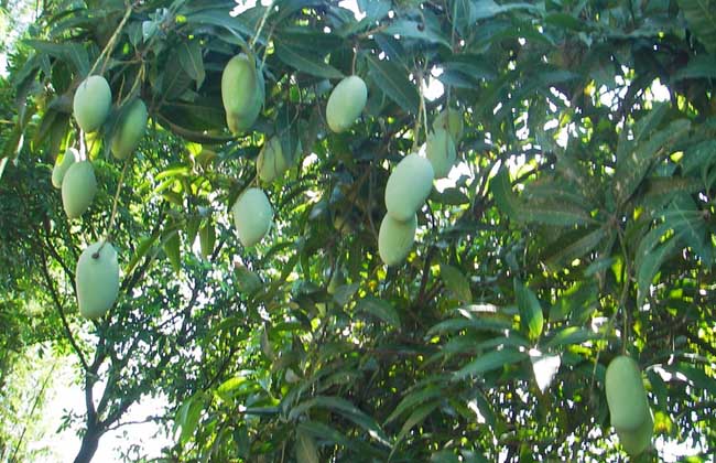 芒果树苗几年可以结果?