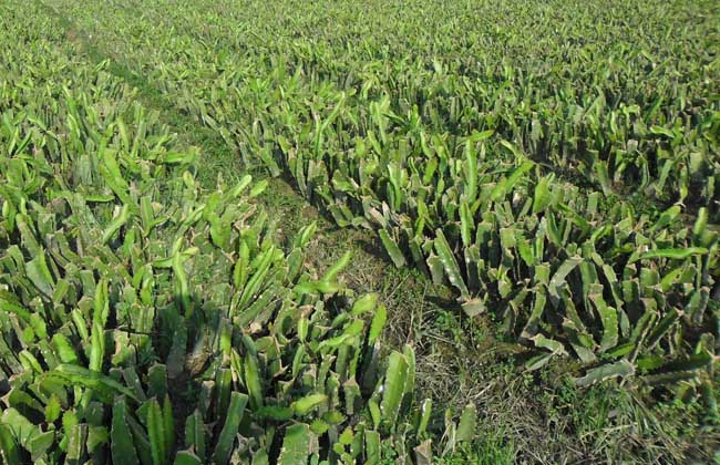 火龙果种植投资多少钱？