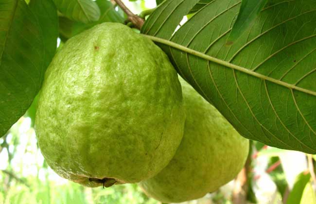 番石榴种子怎么种?