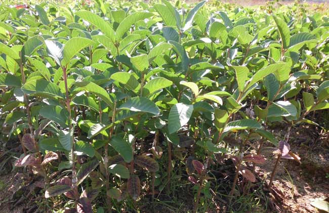 番石榴种子怎么种?