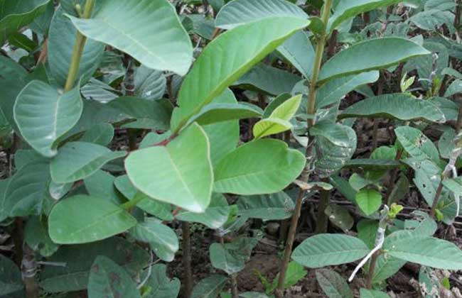 番石榴种子怎么种?