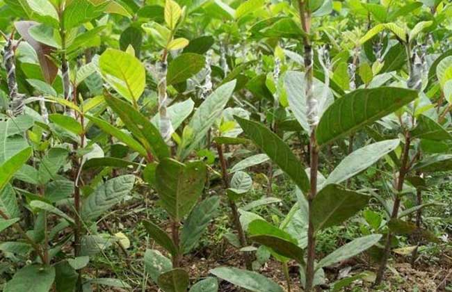 番石榴种子怎么种?