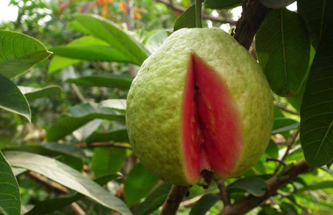 番石榴的种植技术