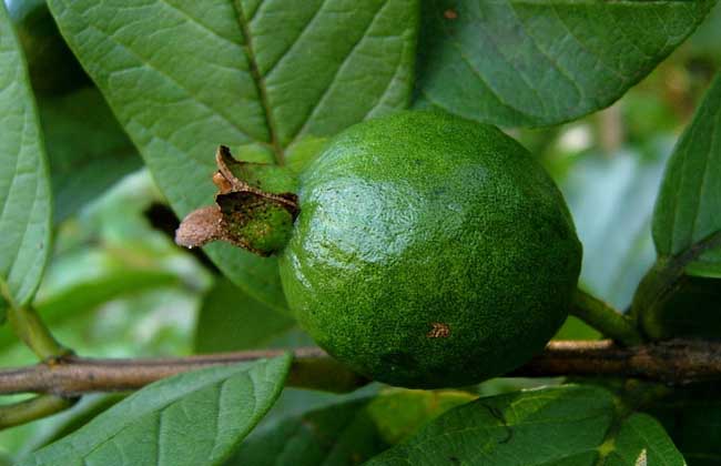 番石榴的种植技术