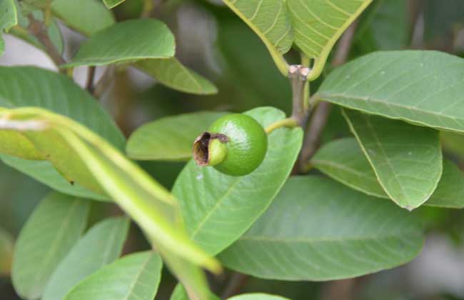 番石榴是什么水果？