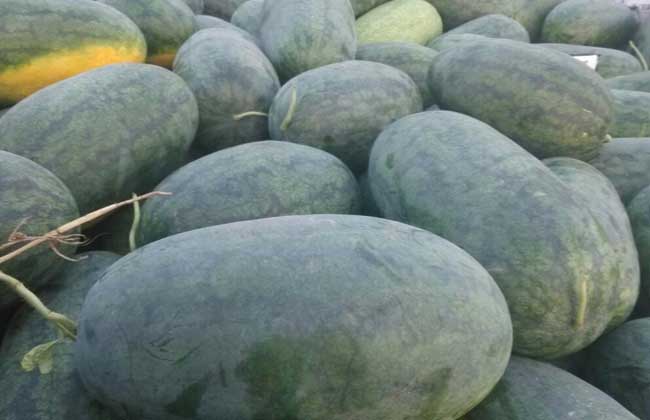 黑美人西瓜怎么挑？