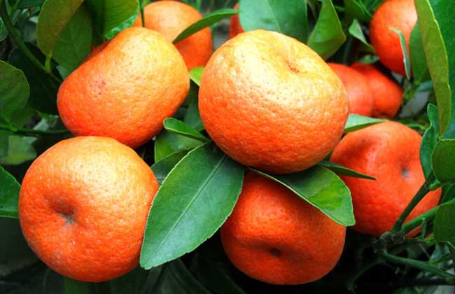 橘子树的种植技术