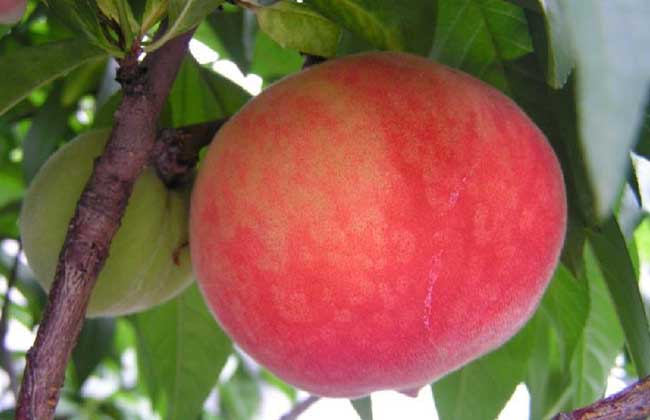 水蜜桃的种植技术