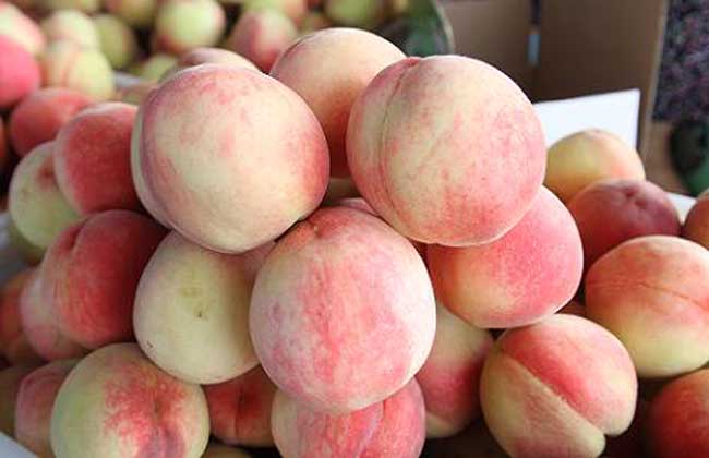 水蜜桃产地在哪里?