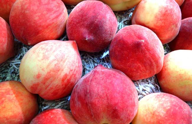 水蜜桃产地在哪里?