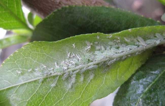 桃树蚜虫的防治方法