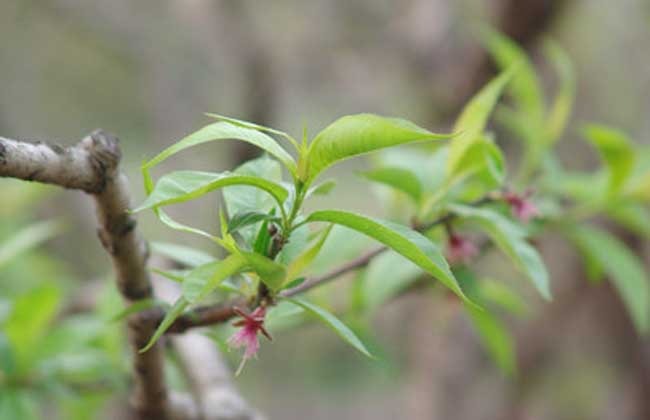 桃树蚜虫的防治方法
