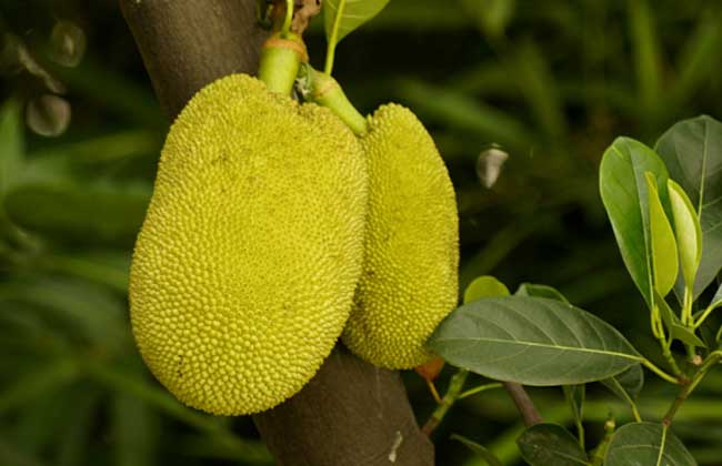 菠萝蜜的种植技术
