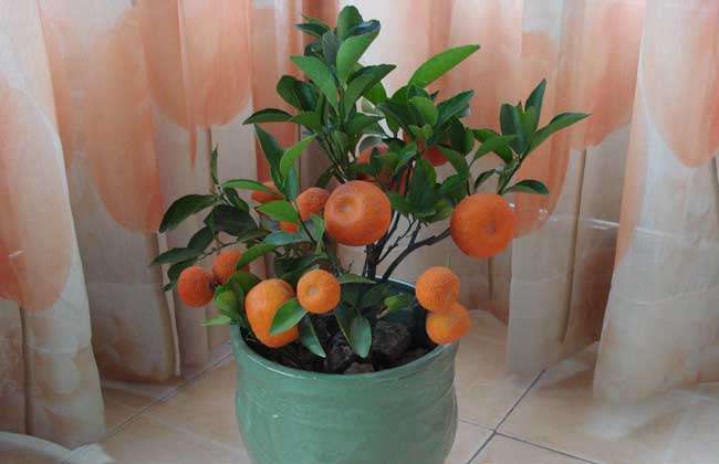 盆栽橘子树怎么养？