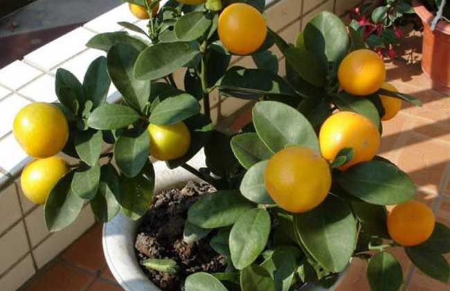盆栽橘子树怎么养？