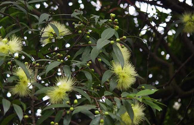 蒲桃的种植技术