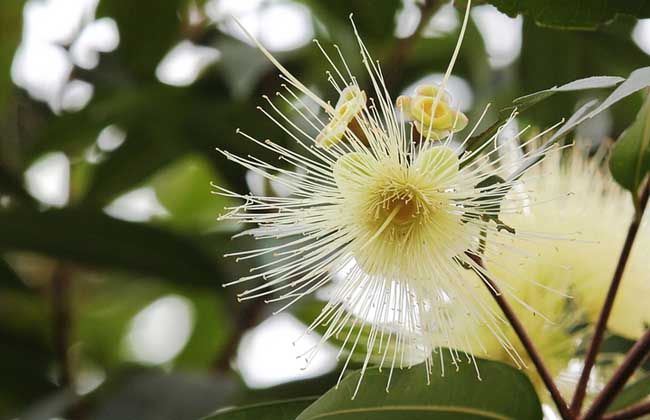 蒲桃的种植技术
